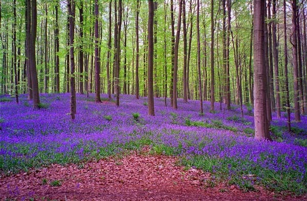 синий лес